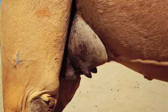 Udder conformation problems: Small front teats that may be hard to milk.