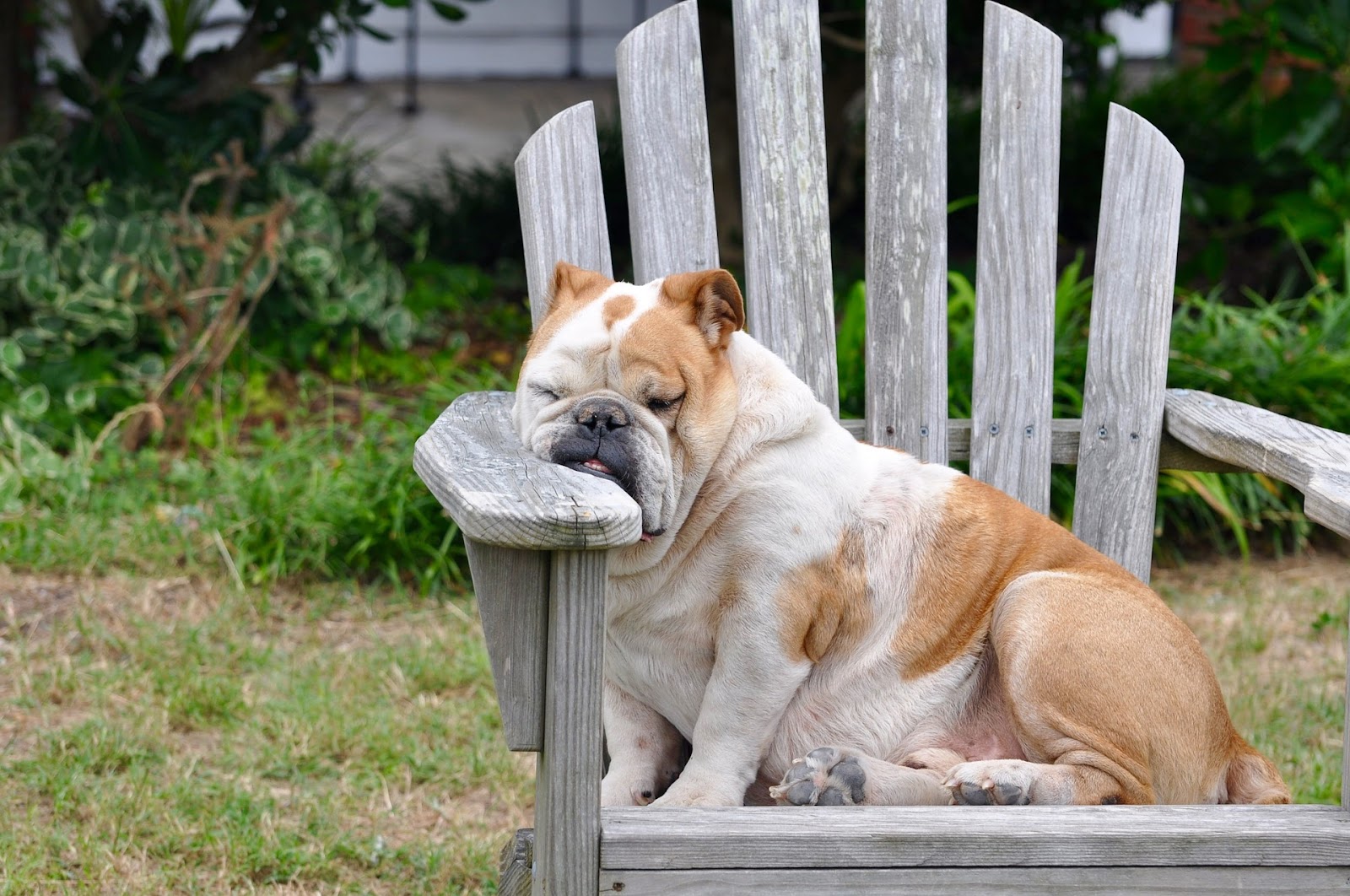 Dog napping in Adirondack chair