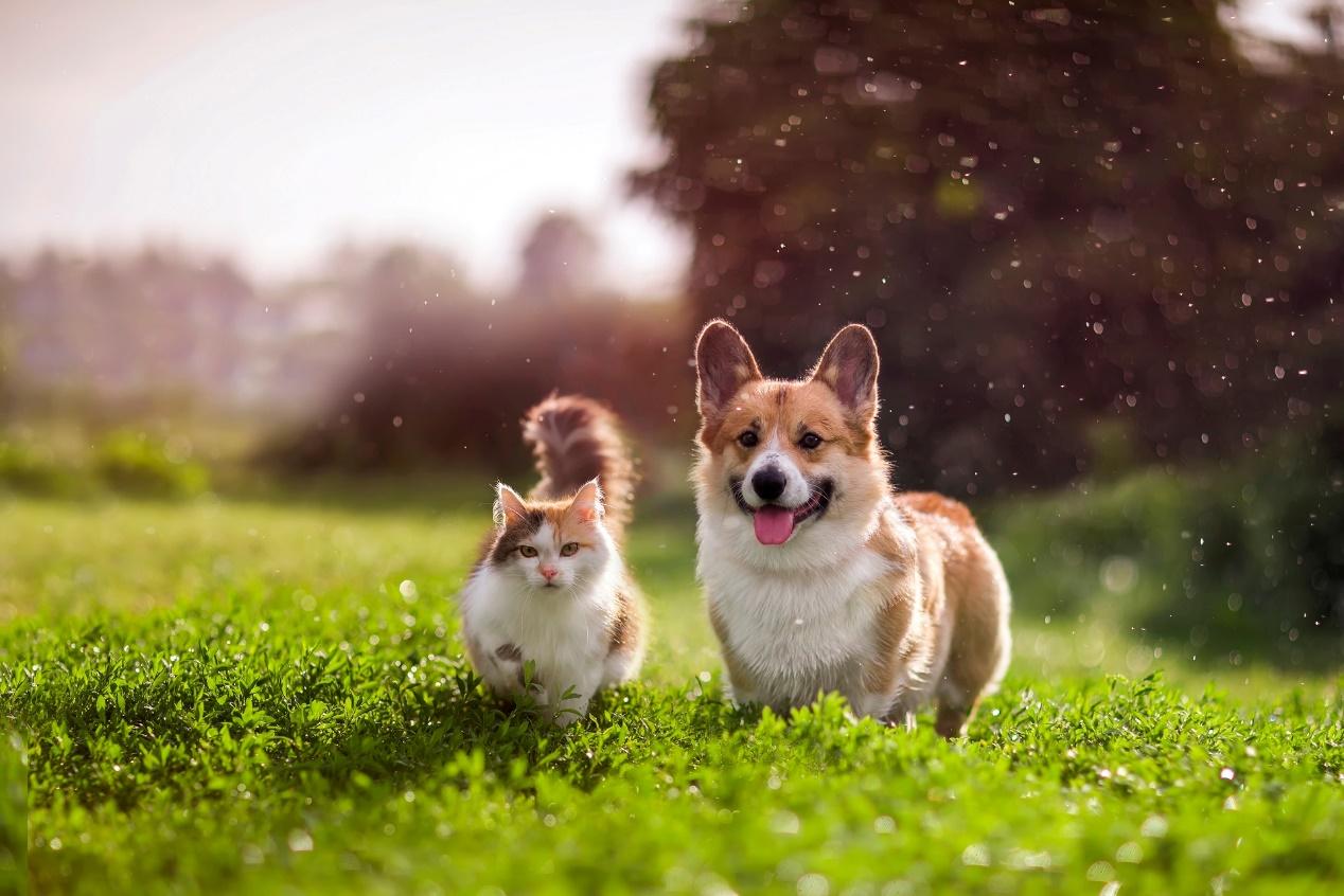 cat walking together with a dog