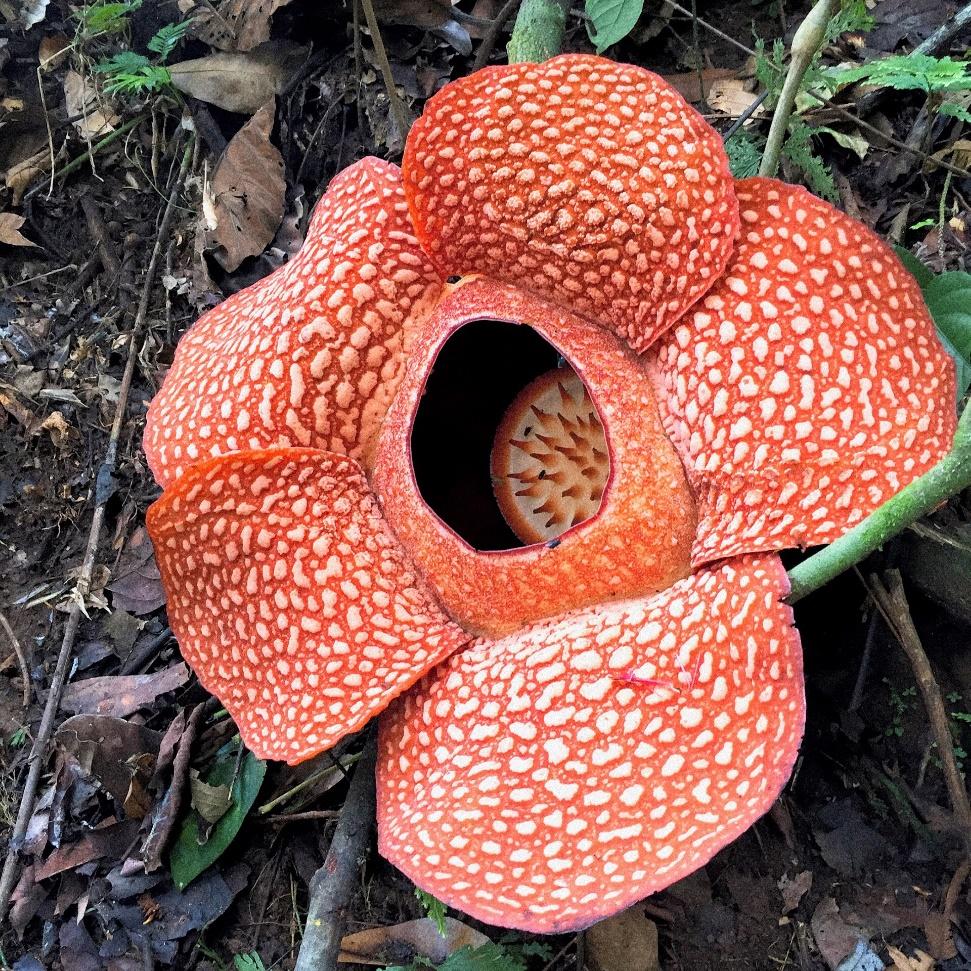 rafflesia arnoldii