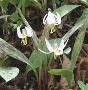 erythronium albidium