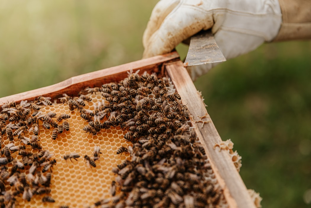 Чому гинуть бджоли