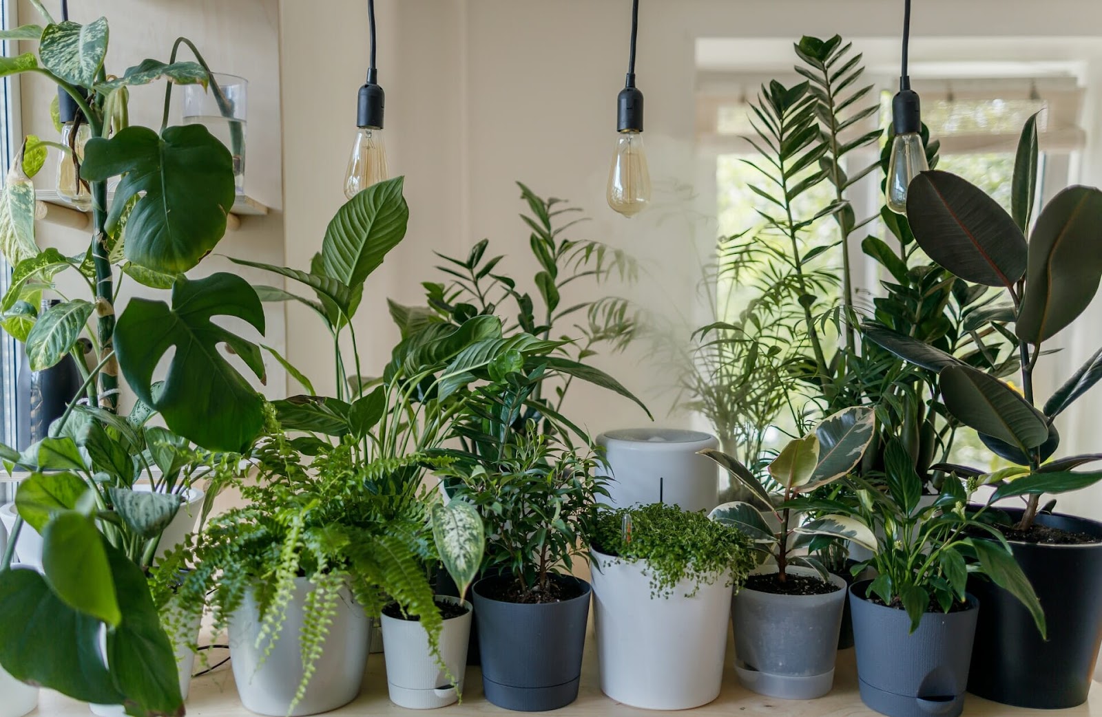 Hide Portable AC By Using Indoor Plants
