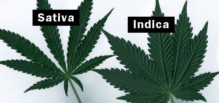 indica-vs-sativa-06-191-720x340.jpg