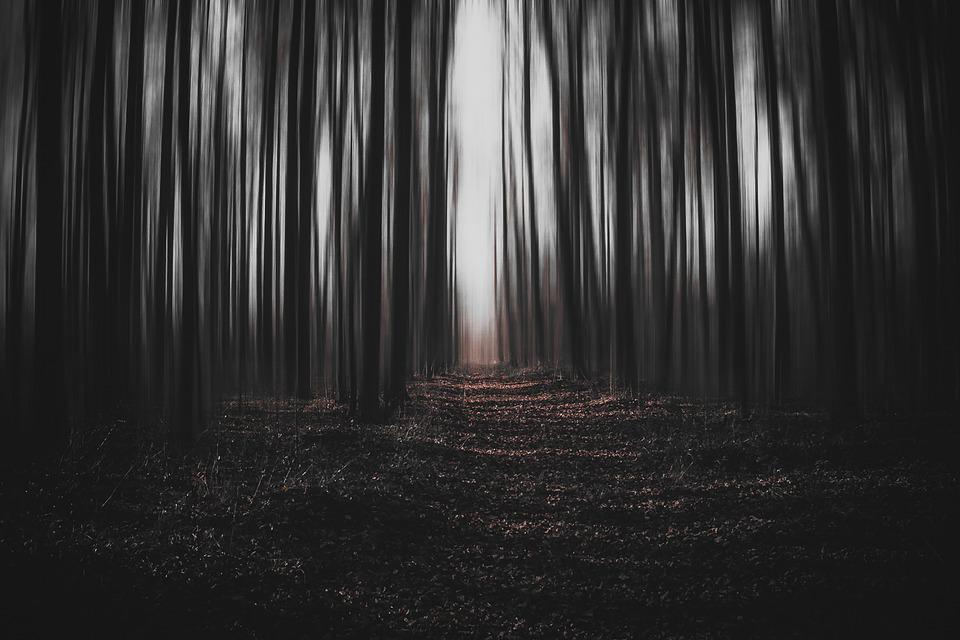 Forest, Dark, Magic, Surreal, Trees, Mysterious, Nature