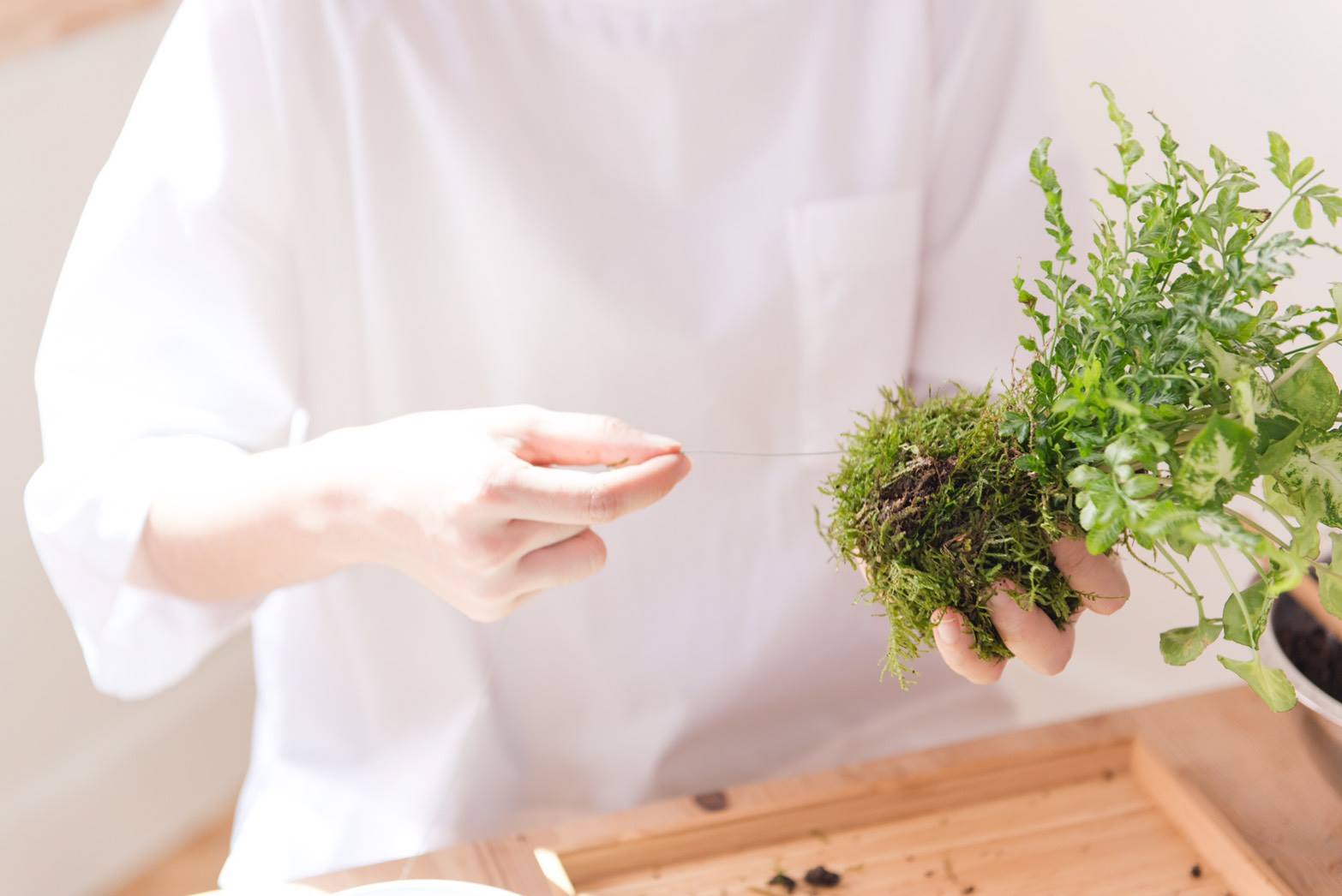 苔球DIY製作-以綿線固定纏繞苔球