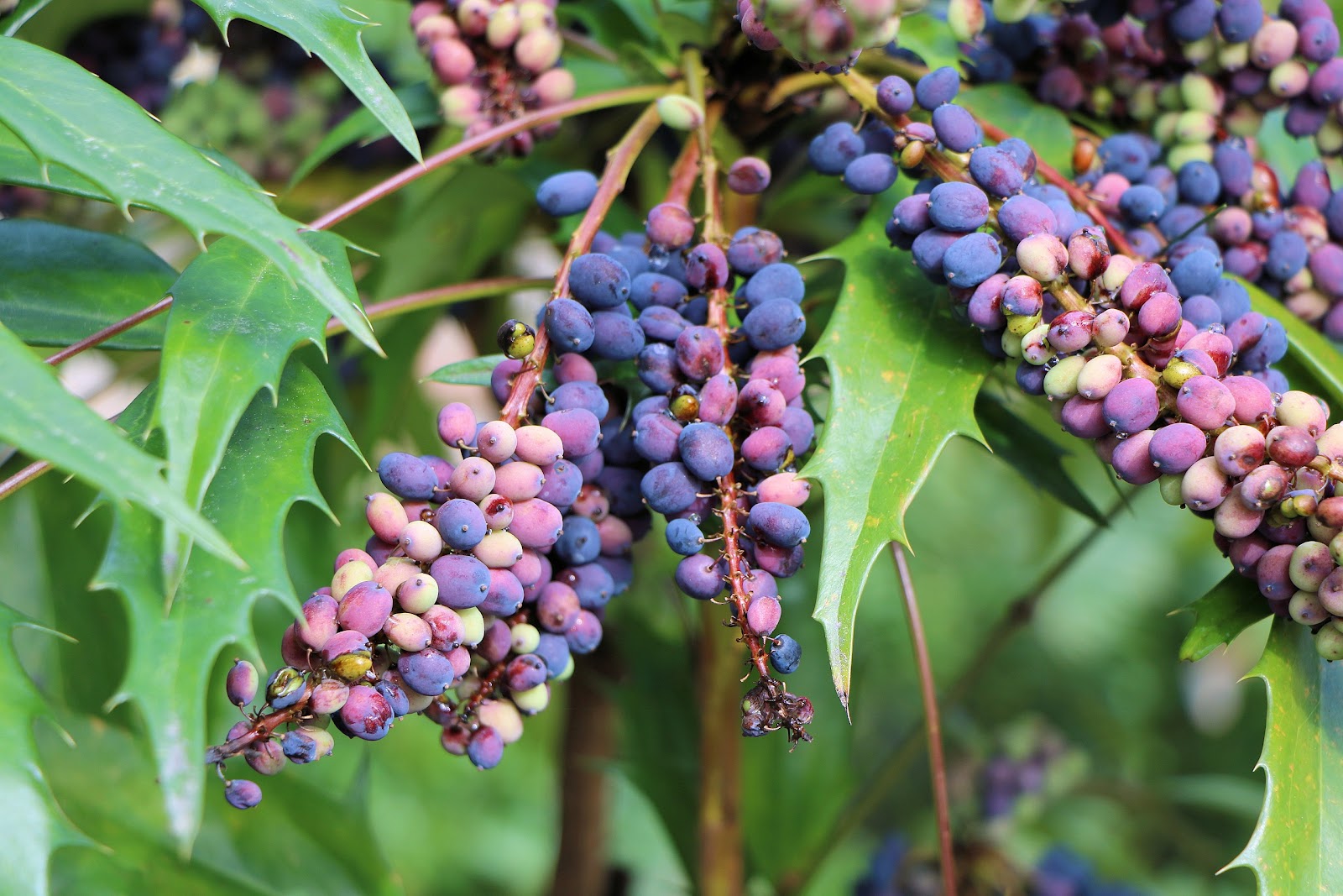 https://upload.wikimedia.org/wikipedia/commons/thumb/f/f7/Park_and_Tilford_Spring_Garden_Oregon-grape_02.JPG/2560px-Park_and_Tilford_Spring_Garden_Oregon-grape_02.JPG