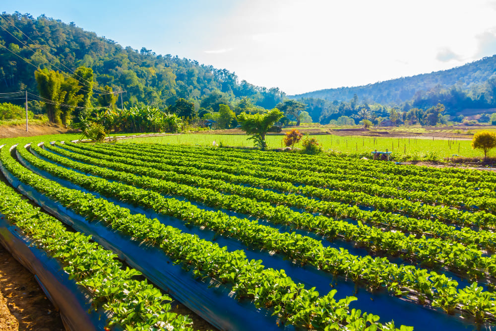 comprender-la-estructura-industrial-alimentaria-es-fundamental-para-su-optimizacion