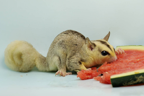 Can Sugar Gliders Eat Watermelon