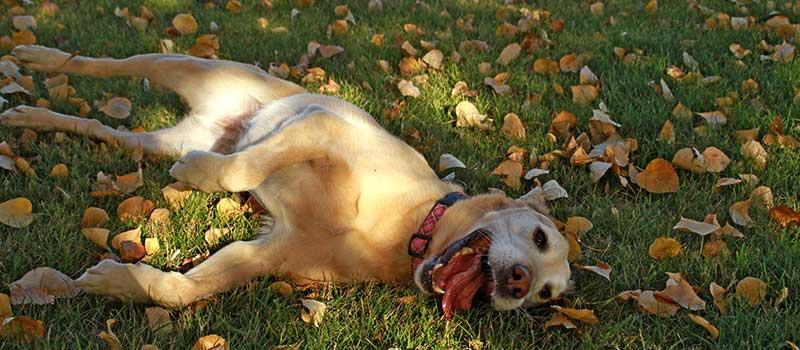 Pop-Up Dog Park Program 