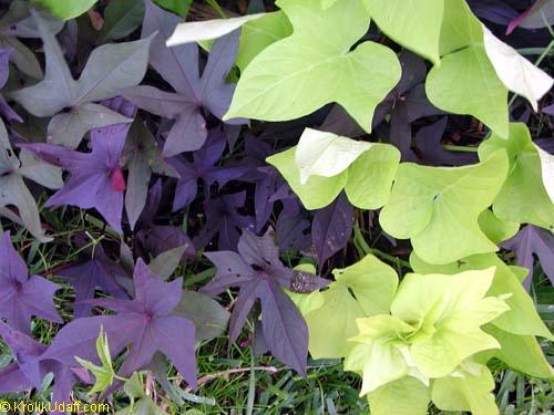 :Plant Images:Sweet Potato vine, purple and green.jpg