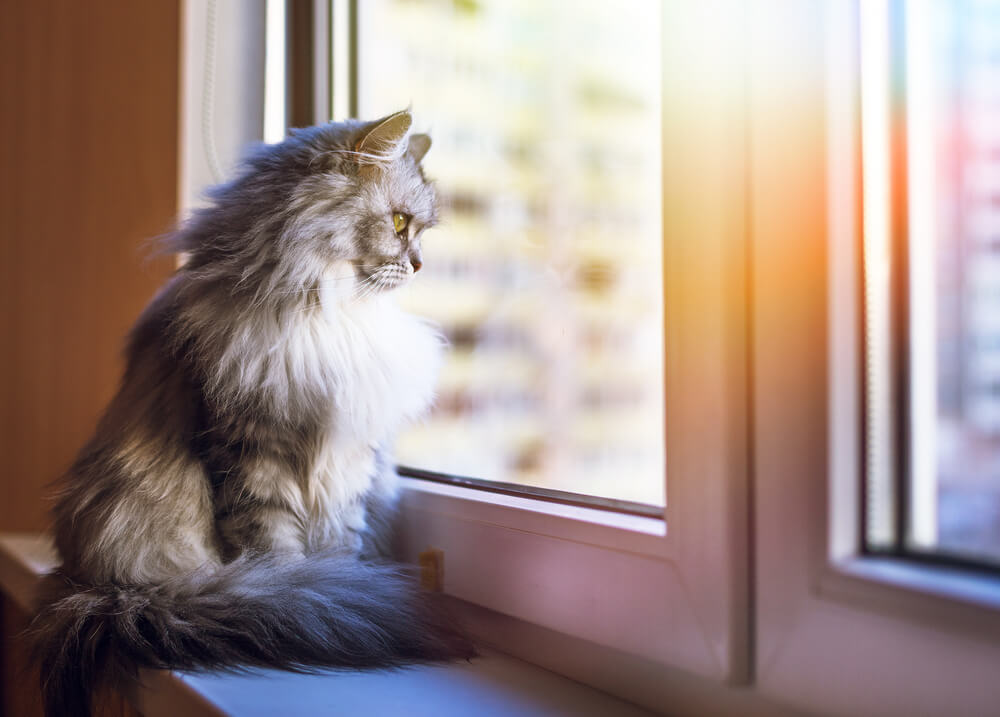 beautiful cat sat on ledge looking out of the window