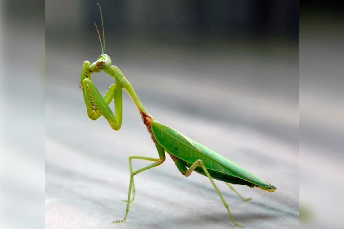 Do Praying Mantises Eat Their Mates