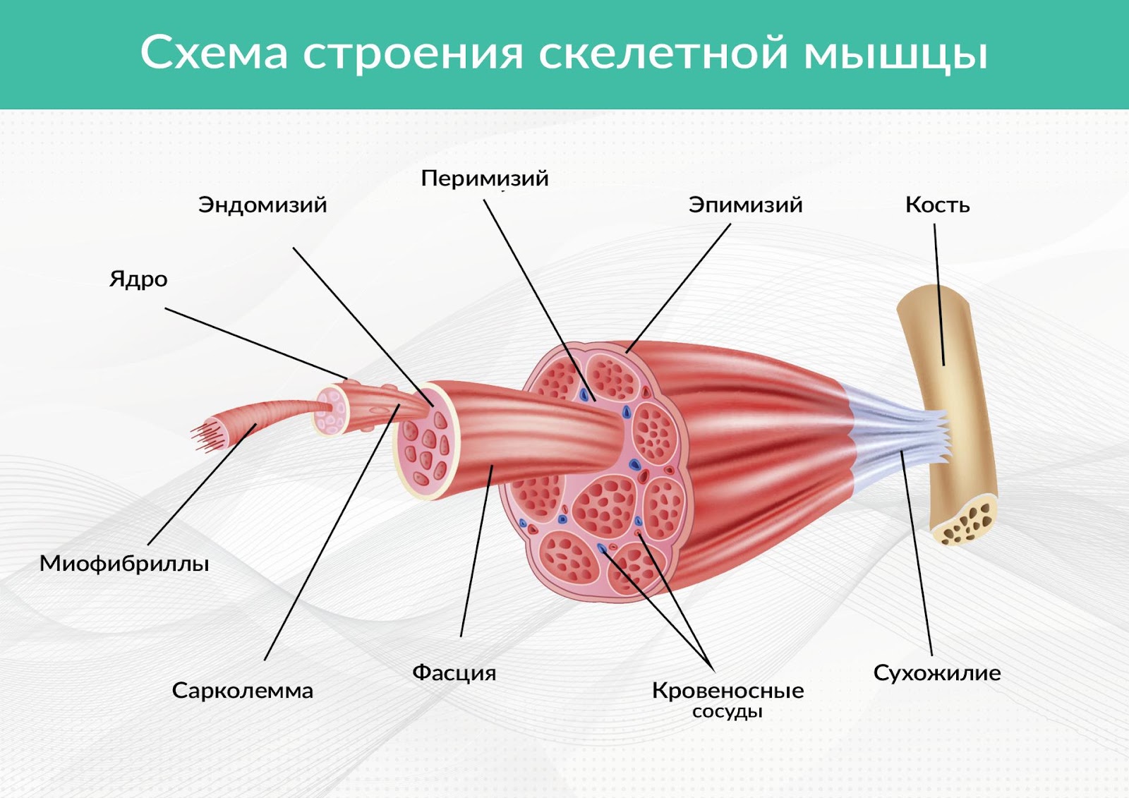 Соединительная оболочка сухожилия