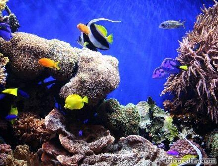 Resultado de imagen para arrecifes de coral flora y fauna