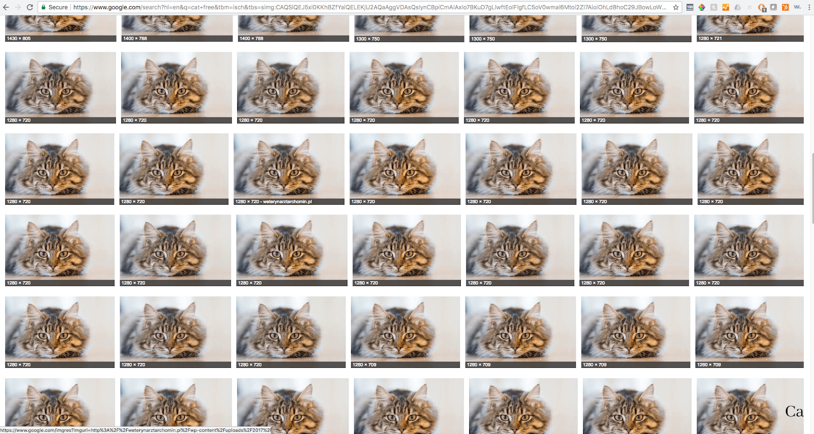 cat search results