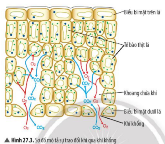 Câu hỏi trang 125 SGK TN&XH 7 CTST tập 1 