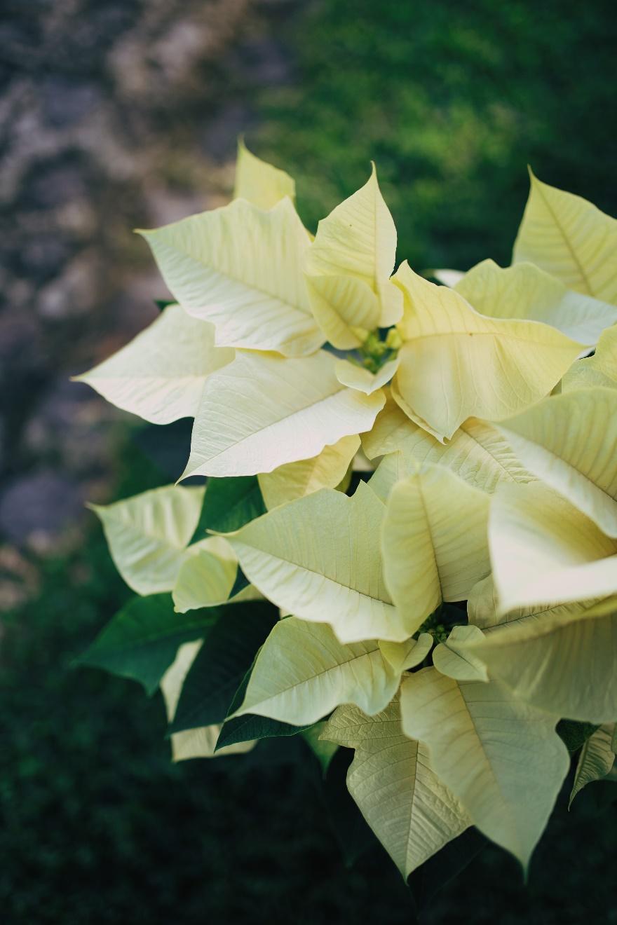 Una planta con flores blancas

Descripción generada automáticamente con confianza media