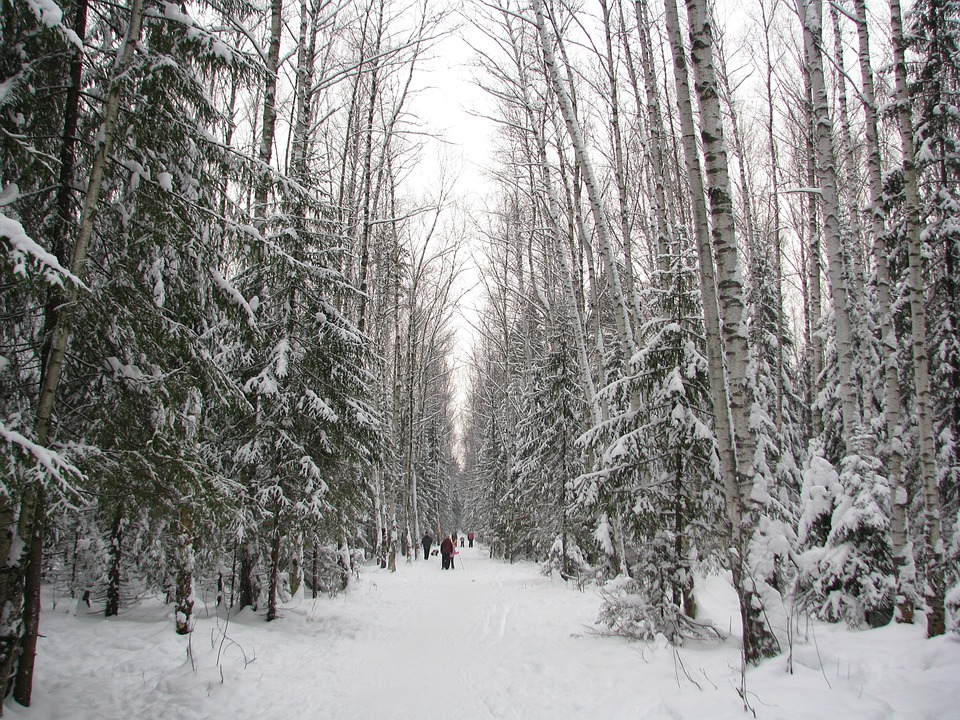 winter forest seen with people walking
