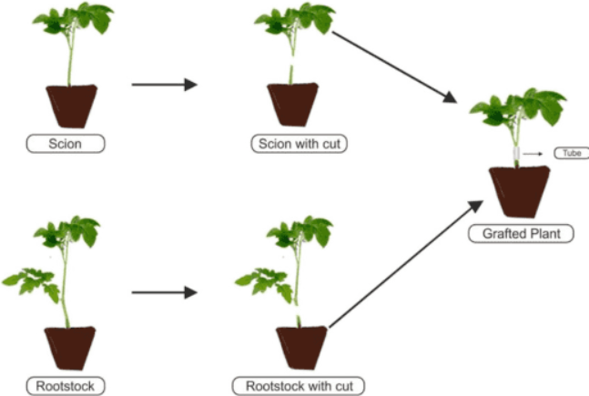 Seven Methods Of Plant Propagation Plant Cell Technology Your Partner In Plant Tissue Culture