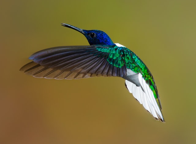 How to Keep Pests Out of Your Hummingbird Feeders