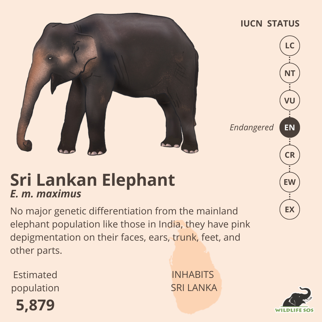 Introducing The Subspecies Of Asian Elephants - Wildlife SOS