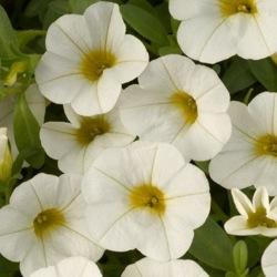 Image result for calibrachoa noa white