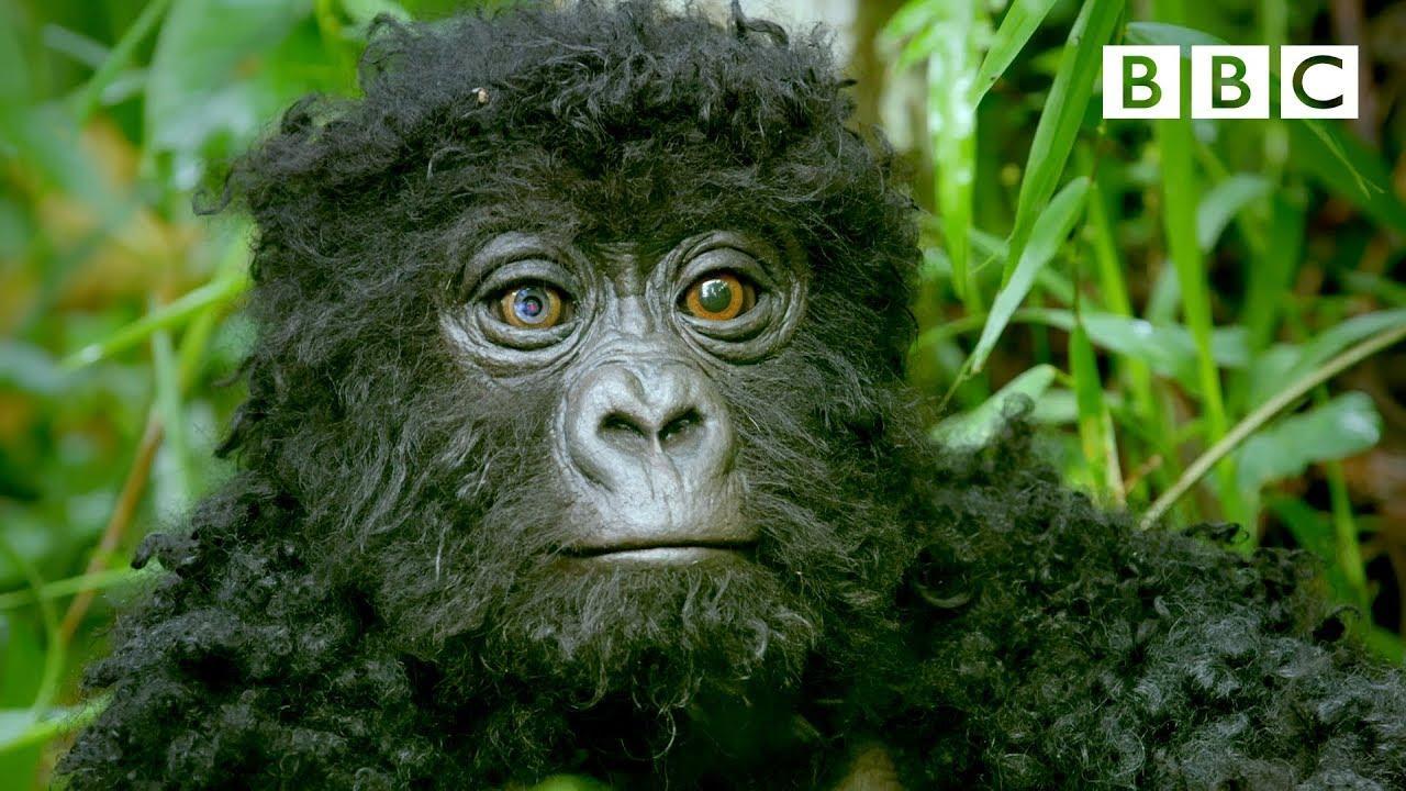 Robot spy gorilla infiltrates a wild gorilla troop 🕵️🦍 | Spy In The Wild  - BBC - YouTube