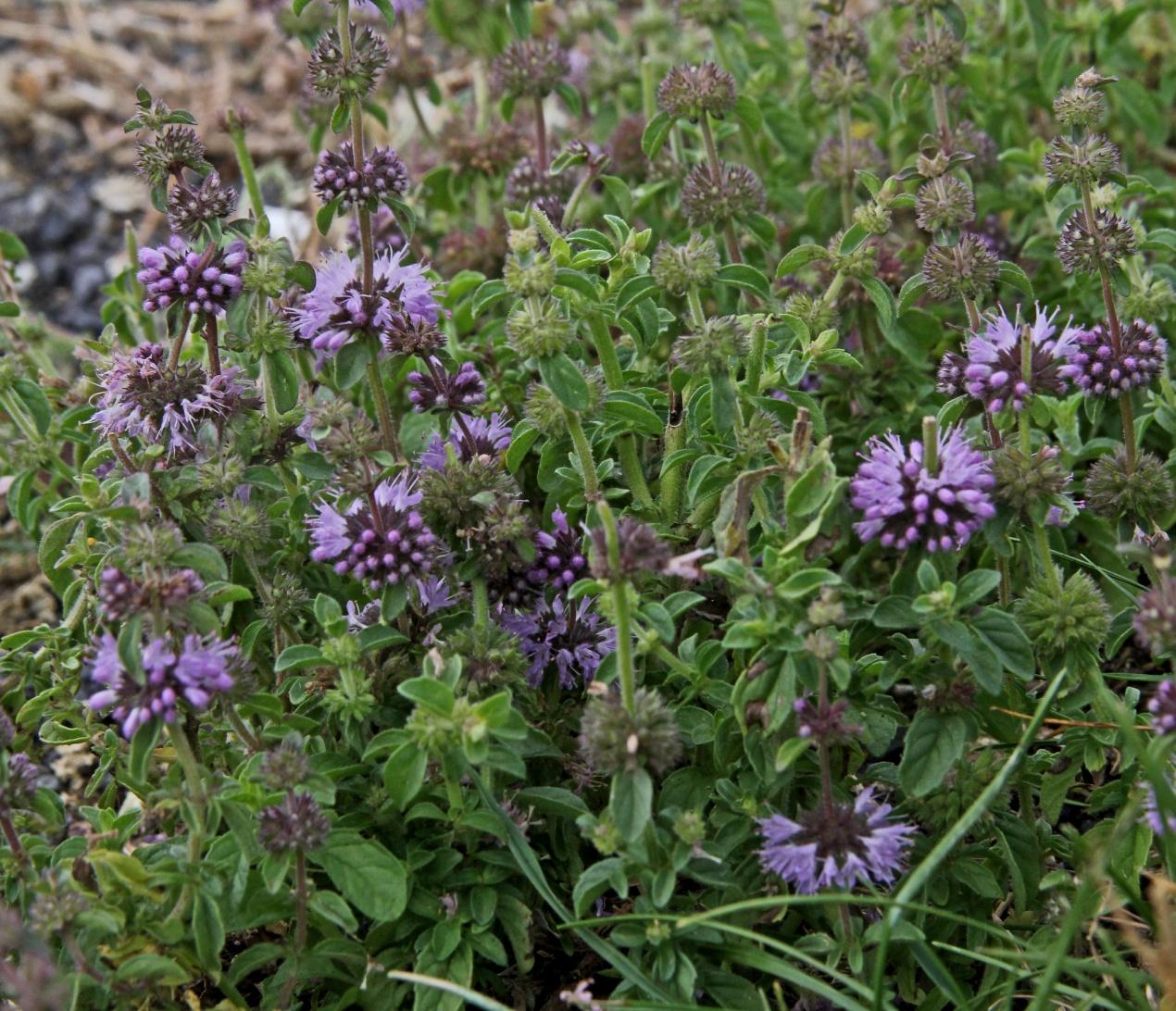 C:\Users\user\Pictures\UK Plants\Mentha pulegium 7190.JPG