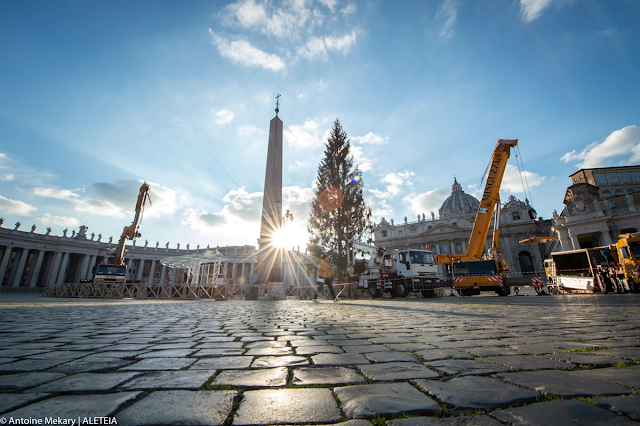 Loạt ảnh: Cây thông Giáng sinh đến Vatican