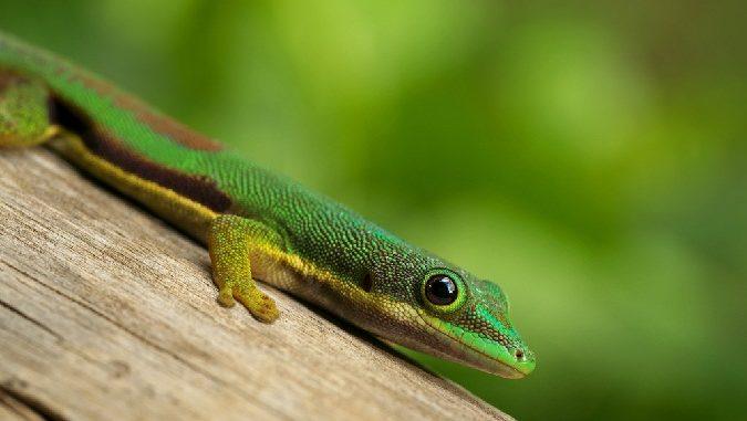 Image result for lined day gecko