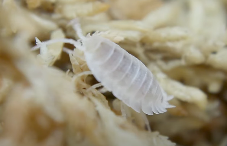 Ghost isopod