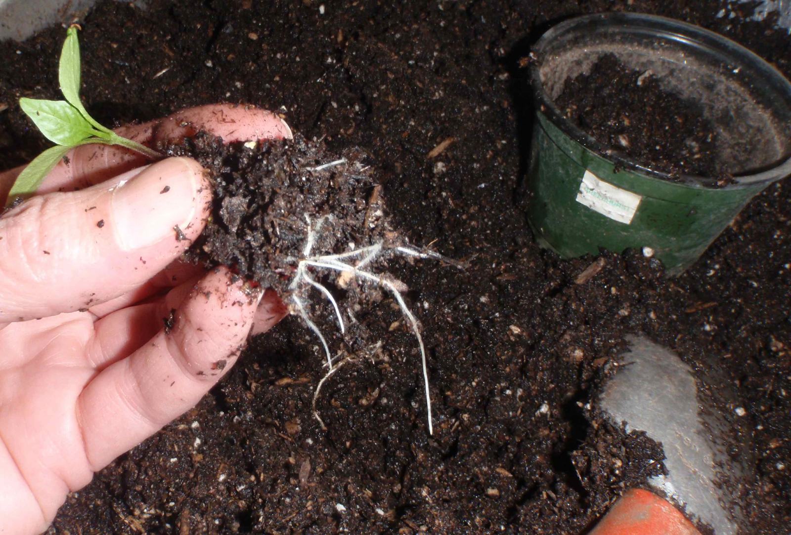 Inspect whether your pepper plant has a well-developed root system ready for transplanting