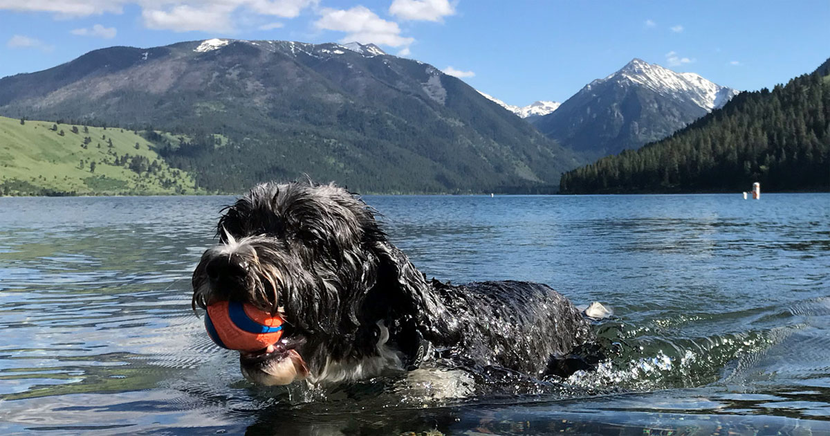Choosing the Best Off Leash Hikes in Lincoln County Oregon