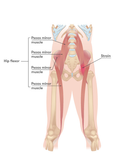 hip flexor muscles diagram