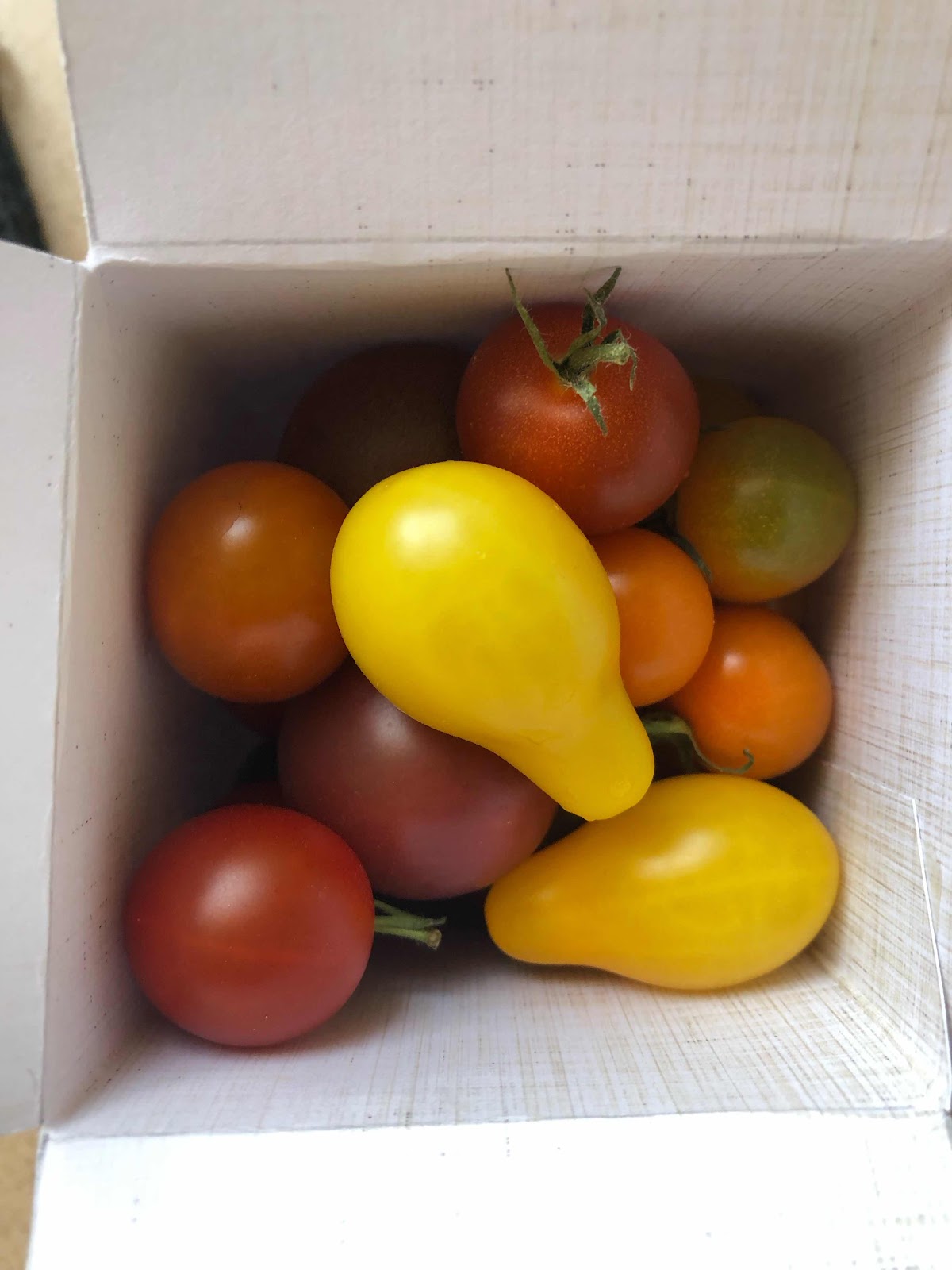 Unser Kleiner Mikrokosmos Tomaten Explosion Kleine Geschenke Aus Der Kuche