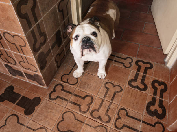 pet friendly flooring