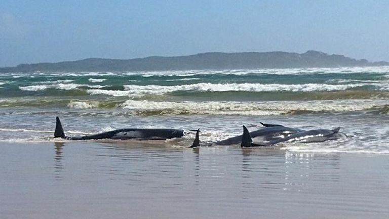 Approximately 250 whales are stranded in shallow waters off Tasmania&#39;s west coast