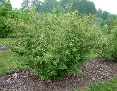 goumi bush