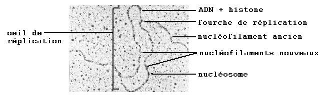 https://tp-svt.pagesperso-orange.fr/replication_fichiers/oeil1.jpg