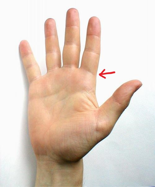 image of a palm with an arrow pointing at the first knuckle