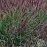 moudry black fountain grass from www.perennials.com