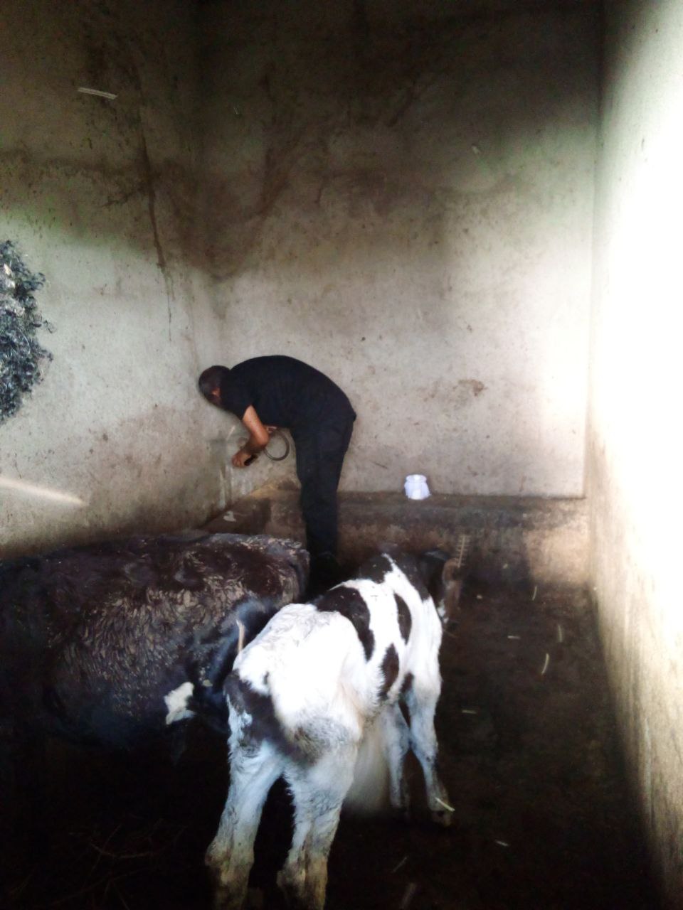 A person hunched over the corner of an animal shelter. Behind them are two cows.