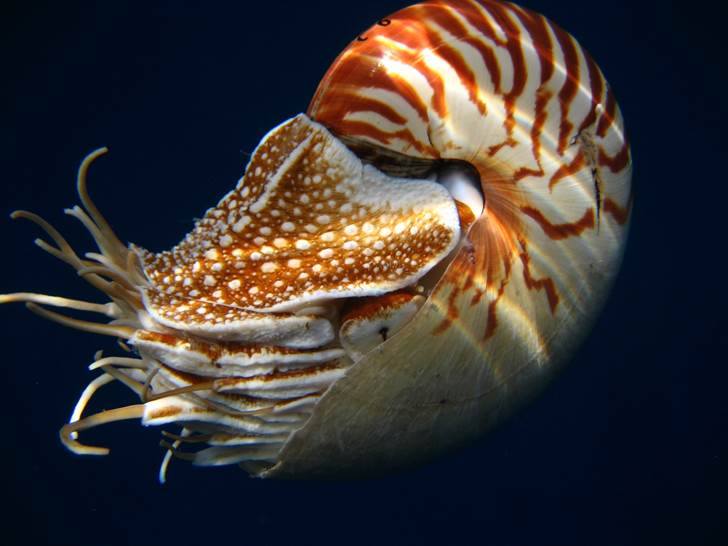 Nautilus pompilius being released in the Philippines (2012) showing a striped shell, fleshy good, dozens of retractable tentacles, and a pinhole camera eye. (Photo Credit: Barord)