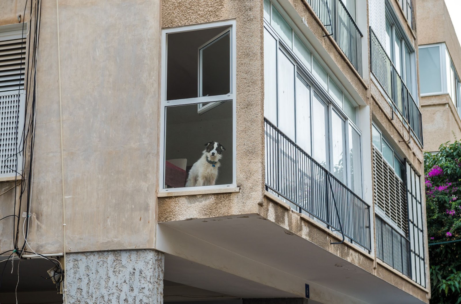 An apartment dog looking out the window.