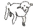 Old sheep