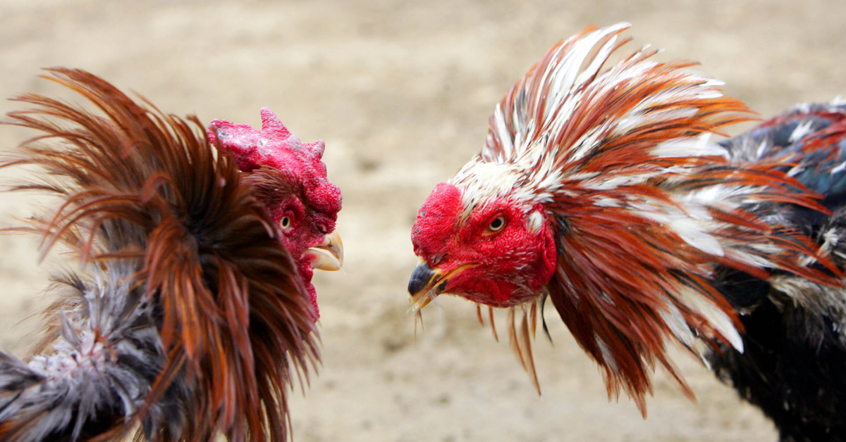 You can also make a lot of money by raising gamefowls that are fit to fight in the arena.