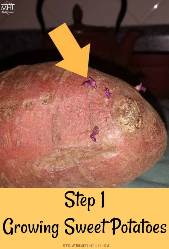 how-to-grow-sweet-potatoes