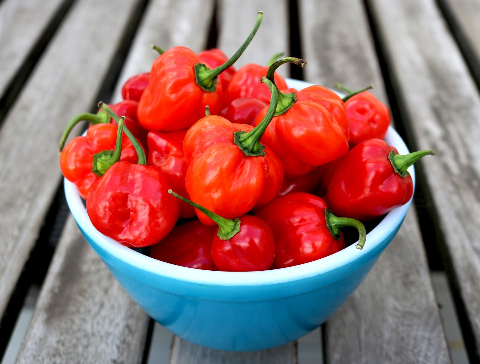 chilli papricky spaľujú tuky