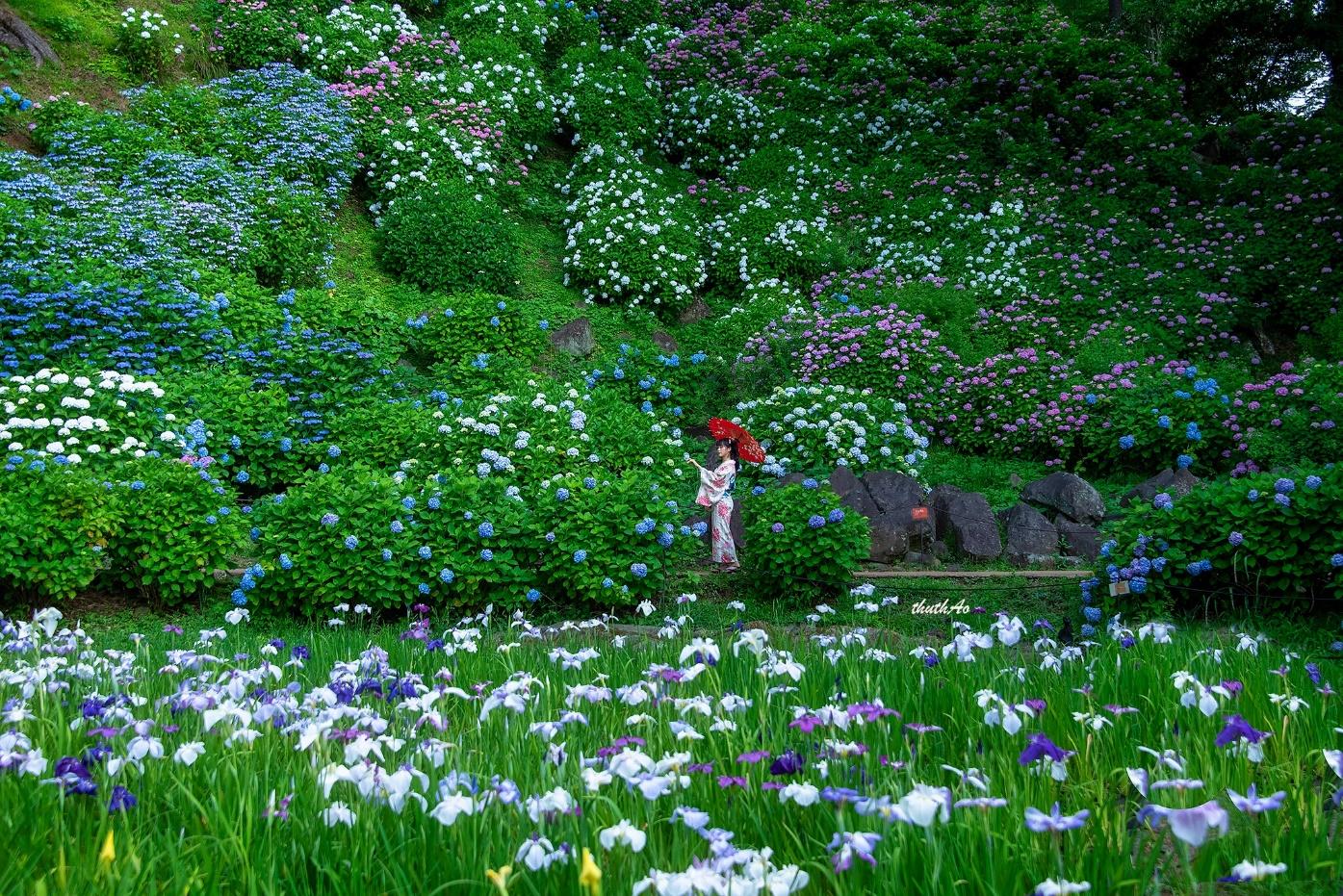 hydrangeas and Japanese iris